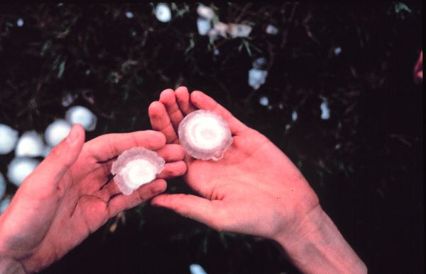 Two hands holding golf-ball-size hailstones at night