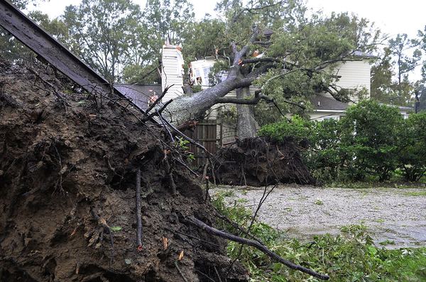 An uprooted tree with its root ball exposed, fallen against a house beside another downed tree